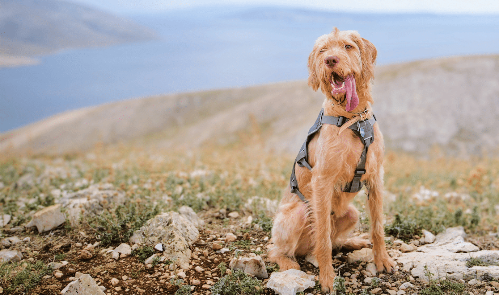 Astún en verano: mascota astun